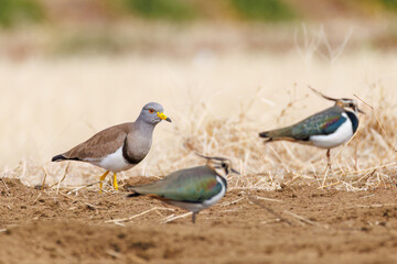 飛翔する美しいケリとタゲリ（チドリ科）の群れ
田んぼの貴族、田んぼの貴婦人
英名学名：Grey-headed Lapwing (Vanellus cinereus, family comprising Charadriidae)
Northern Lapwing (Vanellus vanellus, family comprising Charadriidae) 
神奈川県平塚市、岡崎の田んぼ