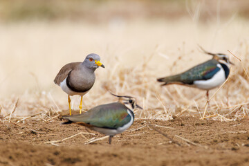 飛翔する美しいケリとタゲリ（チドリ科）の群れ
田んぼの貴族、田んぼの貴婦人
英名学名：Grey-headed Lapwing (Vanellus cinereus, family comprising Charadriidae)
Northern Lapwing (Vanellus vanellus, family comprising Charadriidae) 
神奈川県平塚市、岡崎の田んぼ