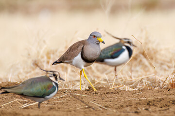飛翔する美しいケリとタゲリ（チドリ科）の群れ
田んぼの貴族、田んぼの貴婦人
英名学名：Grey-headed Lapwing (Vanellus cinereus, family comprising Charadriidae)
Northern Lapwing (Vanellus vanellus, family comprising Charadriidae) 
神奈川県平塚市、岡崎の田んぼ