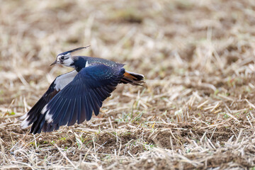飛翔する構造色が美しい田んぼの貴婦人ことタゲリ（チドリ科）の群れ
英名学名：Northern Lapwing (Vanellus vanellus, family comprising Charadriidae) 
神奈川県平塚市、岡崎の田んぼ-2025年
