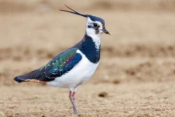 構造色が美しい田んぼの貴婦人ことタゲリ（チドリ科）の群れ
英名学名：Northern Lapwing (Vanellus vanellus, family comprising Charadriidae) 
神奈川県平塚市、岡崎の田んぼ-2025年
