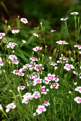 初夏の庭のヒメナデシコ