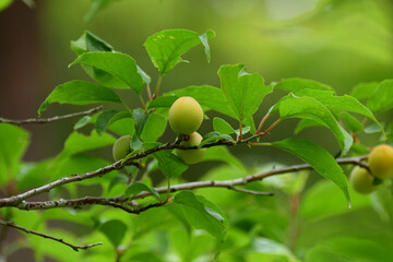 黄色く色づいてきた梅の実