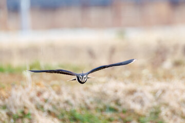 飛翔する構造色が美しい田んぼの貴婦人ことタゲリ（チドリ科）の群れ
英名学名：Northern Lapwing (Vanellus vanellus, family comprising Charadriidae) 
神奈川県平塚市、岡崎の田んぼ-2025年
