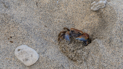 The crab lurked in the sand. Top view. Brown shell, claws, legs, eyes are visible. Madagascar.