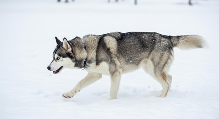 Naklejka premium Siberian Husky Dog Walking in Snowy Winter Landscape Cold Weather