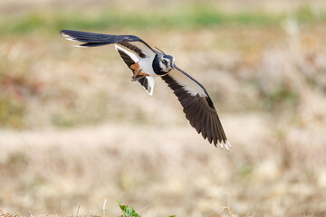 飛翔する構造色が美しい田んぼの貴婦人ことタゲリ（チドリ科）の群れ
英名学名：Northern Lapwing (Vanellus vanellus, family comprising Charadriidae) 
神奈川県平塚市、岡崎の田んぼ-2025年
