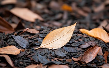A single vibrant leaf resting on a colorful pile of autumn leaves with rich textures and earthy tones