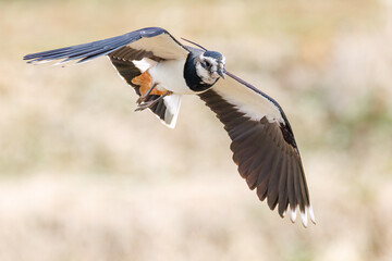 飛翔する構造色が美しい田んぼの貴婦人ことタゲリ（チドリ科）の群れ
英名学名：Northern Lapwing (Vanellus vanellus, family comprising Charadriidae) 
神奈川県平塚市、岡崎の田んぼ-2025年
