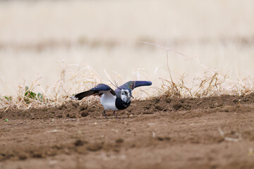 飛翔する構造色が美しい田んぼの貴婦人ことタゲリ（チドリ科）の群れ
英名学名：Northern Lapwing (Vanellus vanellus, family comprising Charadriidae) 
神奈川県平塚市、岡崎の田んぼ-2025年
