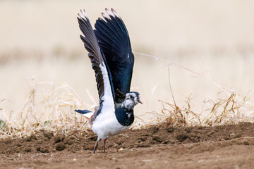 飛翔する構造色が美しい田んぼの貴婦人ことタゲリ（チドリ科）の群れ
英名学名：Northern Lapwing (Vanellus vanellus, family comprising Charadriidae) 
神奈川県平塚市、岡崎の田んぼ-2025年
