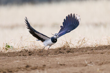 飛翔する構造色が美しい田んぼの貴婦人ことタゲリ（チドリ科）の群れ
英名学名：Northern Lapwing (Vanellus vanellus, family comprising Charadriidae) 
神奈川県平塚市、岡崎の田んぼ-2025年
