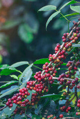 Obraz premium Vertical Close up hands harvest red seed in basket robusta arabica plant farm. Coffee plant farm woman Hands harvest raw coffee beans. Vertical Horizon Ripe Red berries fresh seed green tree eco farm