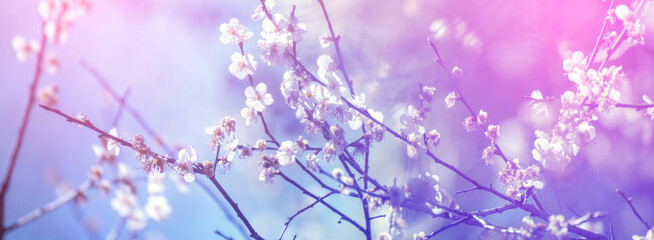 Banner Pink sweet Pastel flower floral soft nature blossom blurred background. Romance pinky plum botanical bloom spring season. Panorama Blurry Cherry blossom petals garden with copy space