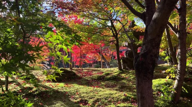 Slow sideways slider over moss covered landscape garden with fall colors
