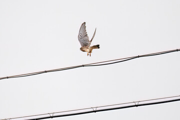 狩りのために飛翔する美しいチョウゲンボウ（ハヤブサ科）
英名学名：Common Kestrel (Falco tinnunculus, family comprising falcons) 
神奈川県平塚市、岡崎の田んぼ-2025年
