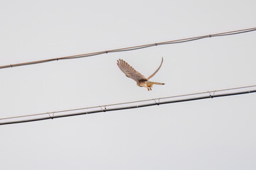 狩りのために飛翔する美しいチョウゲンボウ（ハヤブサ科）
英名学名：Common Kestrel (Falco tinnunculus, family comprising falcons) 
神奈川県平塚市、岡崎の田んぼ-2025年
