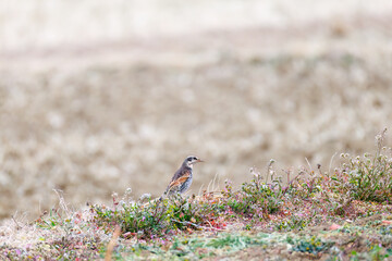 可愛いツグミ（ヒタキ科）
英名学名：Dusky Thrush (Turdus eunomus)
神奈川県平塚市、岡崎の田んぼ-2025年
