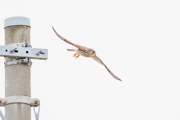 狩りのために飛翔する美しいチョウゲンボウ（ハヤブサ科）
英名学名：Common Kestrel (Falco tinnunculus, family comprising falcons) 
神奈川県平塚市、岡崎の田んぼ-2025年
