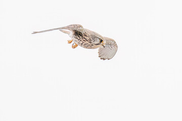 狩りのために飛翔する美しいチョウゲンボウ（ハヤブサ科）
英名学名：Common Kestrel (Falco tinnunculus, family comprising falcons) 
神奈川県平塚市、岡崎の田んぼ-2025年
