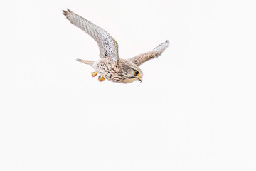 狩りのために飛翔する美しいチョウゲンボウ（ハヤブサ科）
英名学名：Common Kestrel (Falco tinnunculus, family comprising falcons) 
神奈川県平塚市、岡崎の田んぼ-2025年
