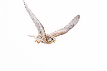 狩りのために飛翔する美しいチョウゲンボウ（ハヤブサ科）
英名学名：Common Kestrel (Falco tinnunculus, family comprising falcons) 
神奈川県平塚市、岡崎の田んぼ-2025年
