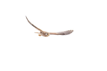 Obraz premium 狩りのために飛翔する美しいチョウゲンボウ（ハヤブサ科） 英名学名：Common Kestrel (Falco tinnunculus, family comprising falcons) 神奈川県平塚市、岡崎の田んぼ-2025年 