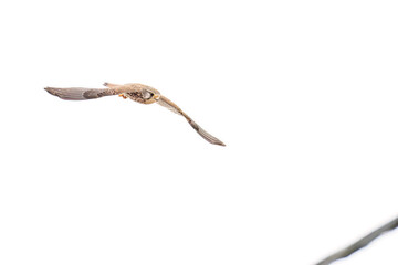 狩りのために飛翔する美しいチョウゲンボウ（ハヤブサ科）
英名学名：Common Kestrel (Falco tinnunculus, family comprising falcons) 
神奈川県平塚市、岡崎の田んぼ-2025年
