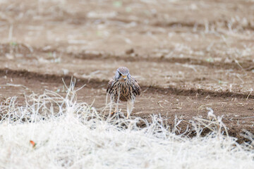 狩りのために飛翔する美しいチョウゲンボウ（ハヤブサ科）
英名学名：Common Kestrel (Falco tinnunculus, family comprising falcons) 
神奈川県平塚市、岡崎の田んぼ-2025年
