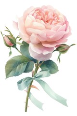 Elegant watercolor pink rose illustration