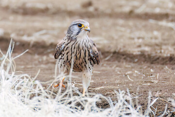 狩りのために飛翔する美しいチョウゲンボウ（ハヤブサ科）
英名学名：Common Kestrel (Falco tinnunculus, family comprising falcons) 
神奈川県平塚市、岡崎の田んぼ-2025年

