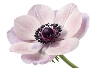 A delicate anemone flower icon with a dark center and smooth petals
