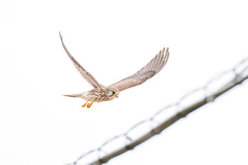狩りのために飛翔する美しいチョウゲンボウ（ハヤブサ科）
英名学名：Common Kestrel (Falco tinnunculus, family comprising falcons) 
神奈川県平塚市、岡崎の田んぼ-2025年
