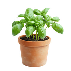 A Small Potted Basil Plant with Fresh Aromatic Leaves Isolated on Transparent Background