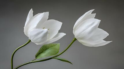 Obraz premium Two White Flowers with Green Leaves Against a Grey Background