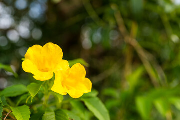 Yellow elder, Yellow bells, Trumpet vine of name gold yellow color, Tecoma stans blurred of beautiful in nature. Flowering into a bouquet of flowers at the end of the branches, very blossoming.