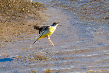 小川で水浴びをして羽ばたく綺麗なキセキレイ（セキレイ科）
英名学名：Grey Wagtail (Motacilla cinerea, family of wagtails) 
神奈川県平塚市、岡崎の田んぼ-2025年
