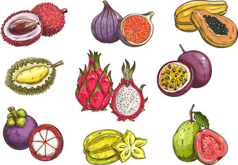 Tropical and exotic fruits. Isolated vector sketch of lychee, durian, mangosteen, fig, dragon fruit, carambola, papaya, passion fruit guava