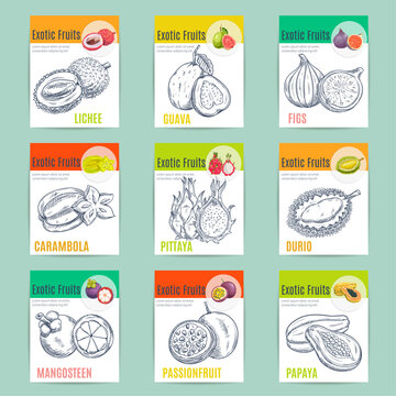 Exotic fruits poster. Vector pencil sketch icons of lychee, guava, figs, carambola, dragon fruit, pitaya, durian, mangosteen passion fruit papaya