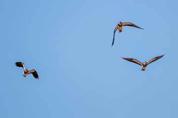 飛翔する構造色が美しい田んぼの貴婦人ことタゲリ（チドリ科）の群れ
英名学名：Northern Lapwing (Vanellus vanellus, family comprising Charadriidae) 
栃木県栃木市渡良瀬遊水地-2025
