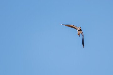 飛翔する構造色が美しい田んぼの貴婦人ことタゲリ（チドリ科）の群れ
英名学名：Northern Lapwing (Vanellus vanellus, family comprising Charadriidae) 
栃木県栃木市渡良瀬遊水地-2025
