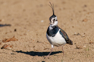 飛翔する構造色が美しい田んぼの貴婦人ことタゲリ（チドリ科）
英名学名：Northern Lapwing (Vanellus vanellus, family comprising Charadriidae) 
神奈川県平塚市、岡崎の田んぼ-2025年
