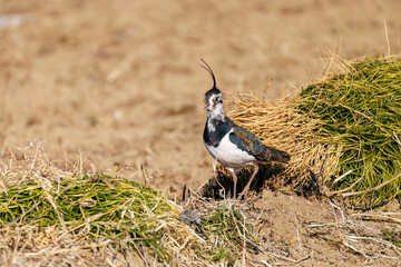 飛翔する構造色が美しい田んぼの貴婦人ことタゲリ（チドリ科）
英名学名：Northern Lapwing (Vanellus vanellus, family comprising Charadriidae) 
神奈川県平塚市、岡崎の田んぼ-2025年
