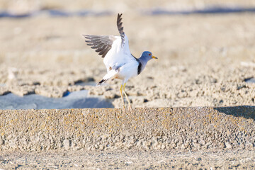 飛翔する美しい田んぼの貴族ことケリ（チドリ科）の群れ
英名学名：Grey-headed Lapwing (Vanellus cinereus, family comprising Charadriidae)
栃木県栃木市渡良瀬遊水地-2025
