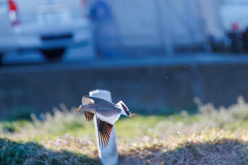 飛翔する美しい田んぼの貴族ことケリ（チドリ科）の群れ
英名学名：Grey-headed Lapwing (Vanellus cinereus, family comprising Charadriidae)
栃木県栃木市渡良瀬遊水地-2025

