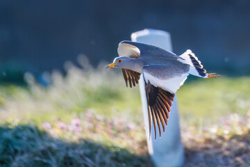 飛翔する美しい田んぼの貴族ことケリ（チドリ科）の群れ
英名学名：Grey-headed Lapwing (Vanellus cinereus, family comprising Charadriidae)
栃木県栃木市渡良瀬遊水地-2025

