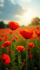 Sun-drenched poppy field, delicate petals catching light , art, bright