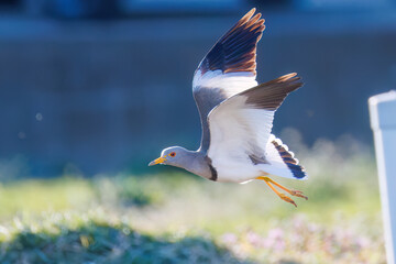 飛翔する美しい田んぼの貴族ことケリ（チドリ科）の群れ
英名学名：Grey-headed Lapwing (Vanellus cinereus, family comprising Charadriidae)
栃木県栃木市渡良瀬遊水地-2025
