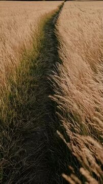 A path through a field of long grass evokes serenity and exploration. Swaying blades, symbolizing journeys, nature rhythm, and quiet reflection. Vertical video backgrounds
