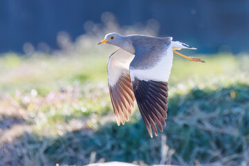 飛翔する美しい田んぼの貴族ことケリ（チドリ科）の群れ
英名学名：Grey-headed Lapwing (Vanellus cinereus, family comprising Charadriidae)
栃木県栃木市渡良瀬遊水地-2025
